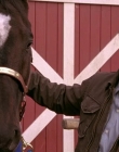 Filename=2008_-_Heartland_S01E08_mkv2260.jpg
Filesize=408KiB
Dimensions=1276x720
Date added=Aug 13, 2025 2008_-_Heartland_S01E08_mkv2260.jpg