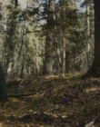 Filename=2016_-_The_Northlander_mp40309.jpg
Filesize=1025KiB
Dimensions=1920x1036
Date added=Aug 11, 2025 2016_-_The_Northlander_mp40309.jpg
