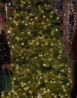 Filename=2023_-_Everything_Christmas_mp43355.jpg
Filesize=1194KiB
Dimensions=1920x1080
Date added=Aug 11, 2025 2023_-_Everything_Christmas_mp43355.jpg